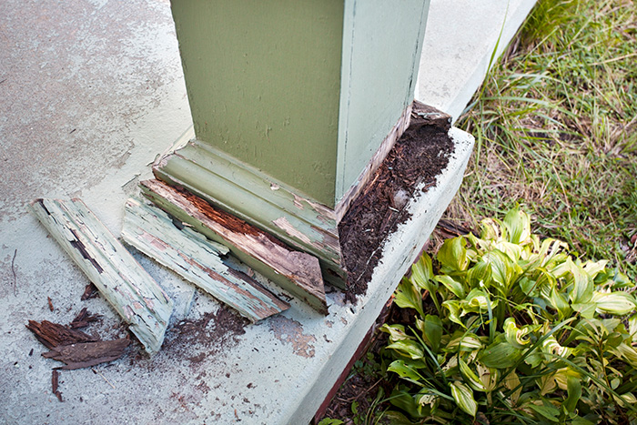 insect damage